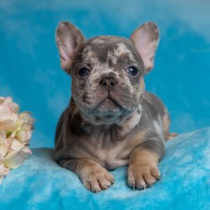 mini french bulldog sale