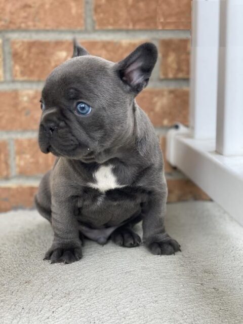 Merle french bulldog for sale/blue merle french bulldog puppies