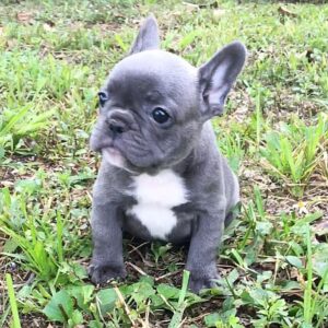 fawn french bulldog for sale