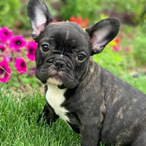 french bulldog for sale craigslist