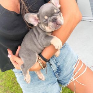 adult french bulldog for sale