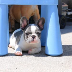 french bulldog puppies for sale california