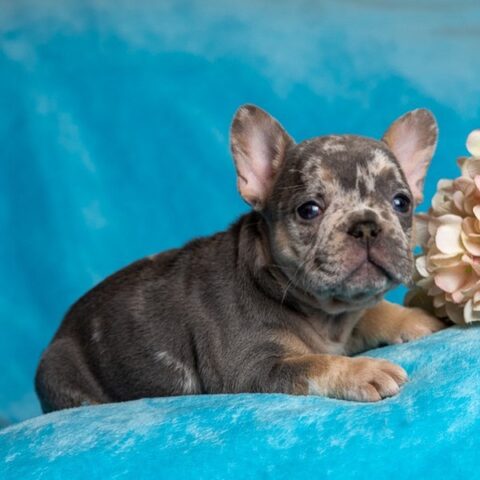 mini french bulldog sale/mini french bulldog near me