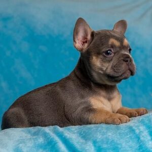 teacup french bulldog for sale