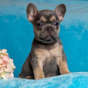 teacup french bulldog for sale