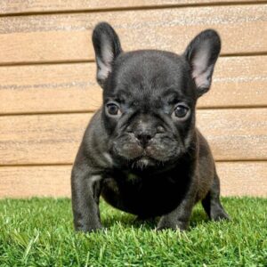 French bulldog puppy for sale