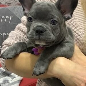 french bulldog blue