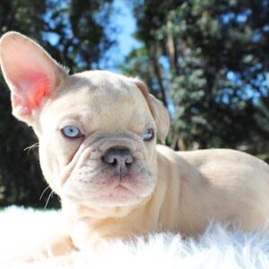 long haired french bulldog for sale