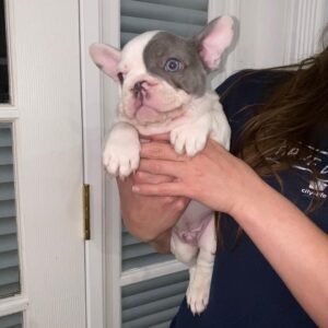 blue frenchie puppy