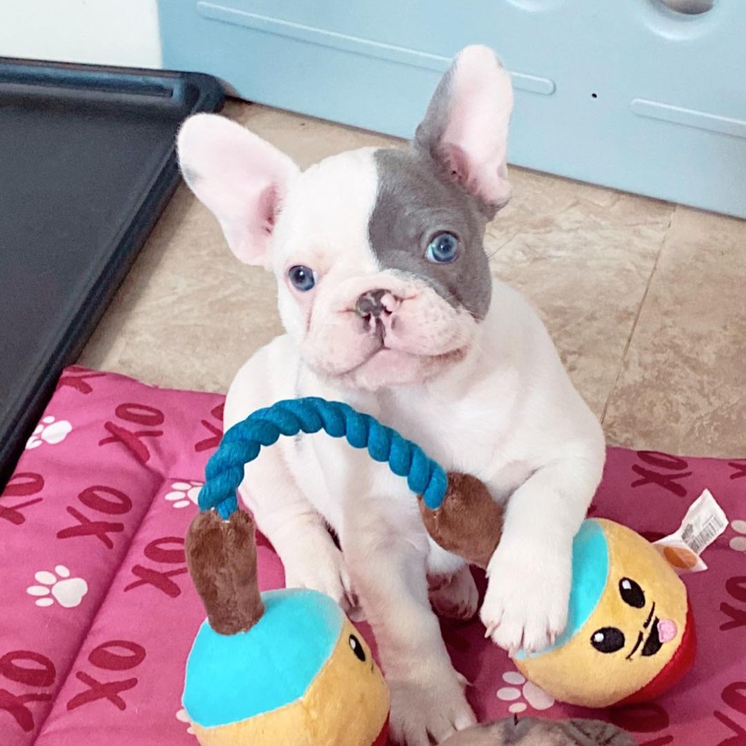 blue-frenchie-puppy-merle-frenchies-blue-frenchie-for-sale