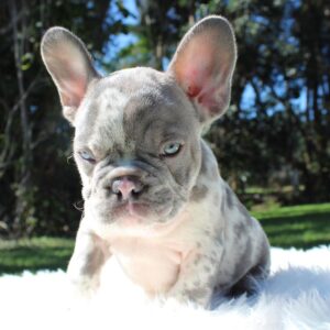 french bulldog buy