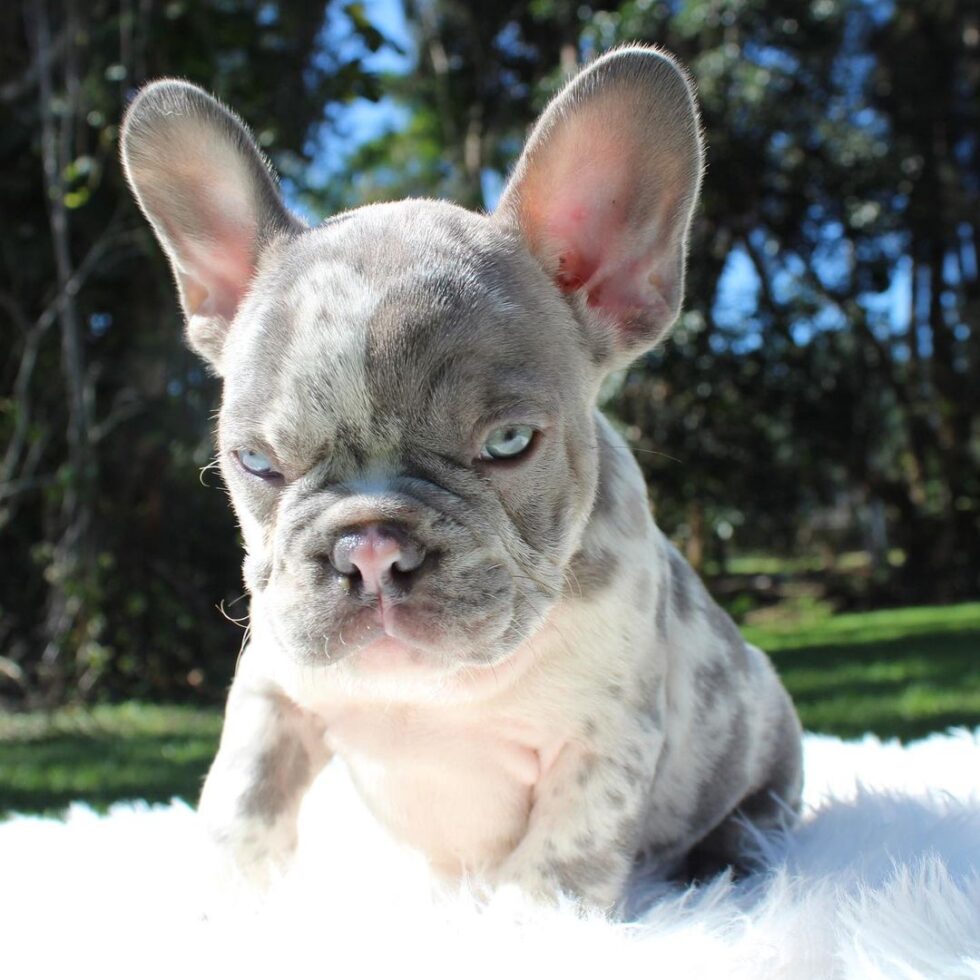 french-bulldog-buy-where-to-buy-french-bulldog-buy-a-french-bulldog