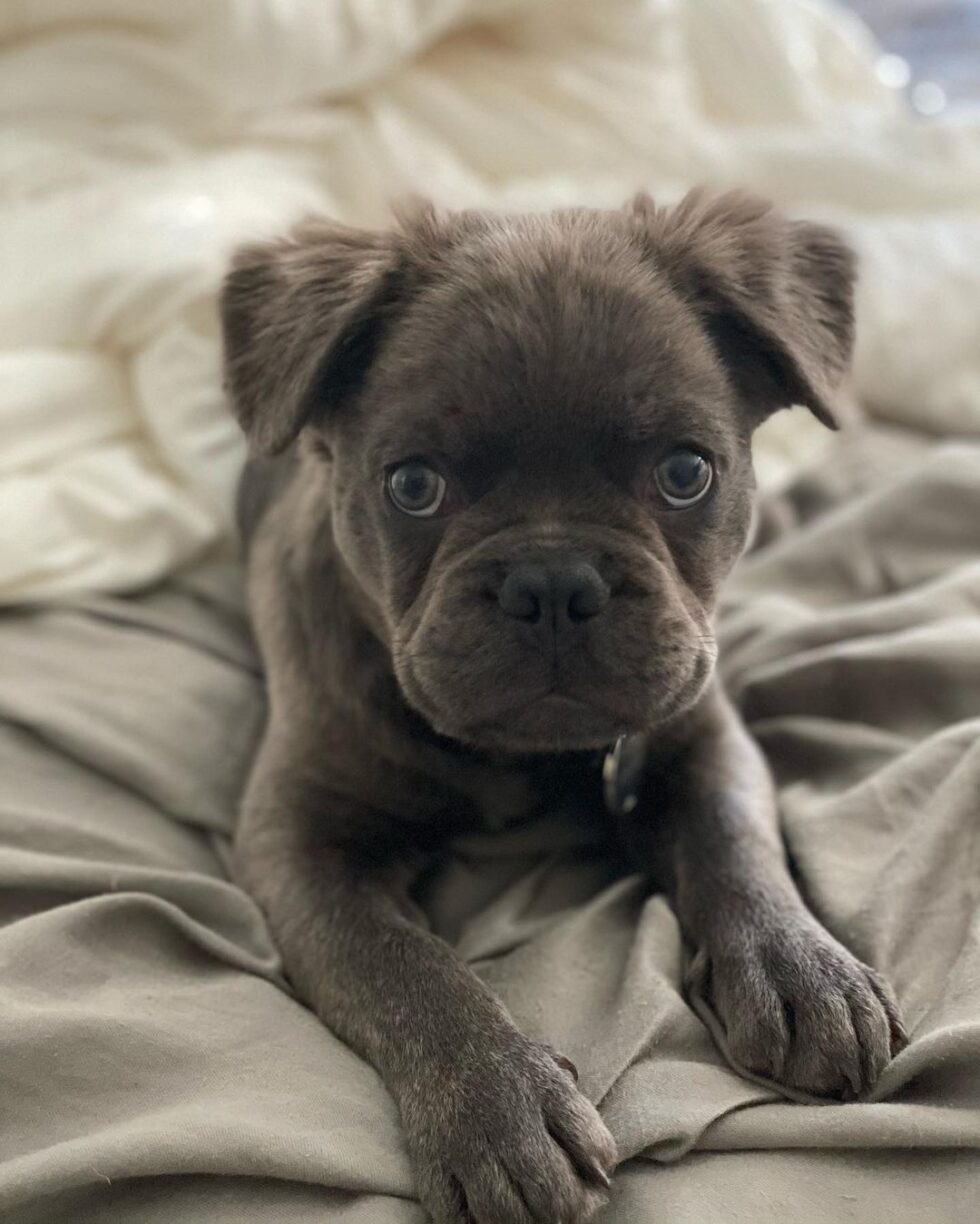 Fluffy frenchie puppies for sale/fluffy frenchie for sale