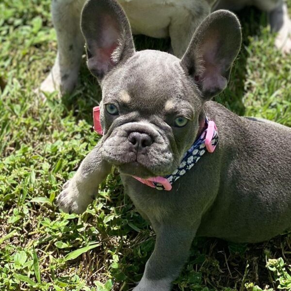 french bulldog puppies for sale in pa