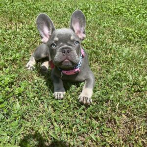 french bulldog puppies for sale in pa