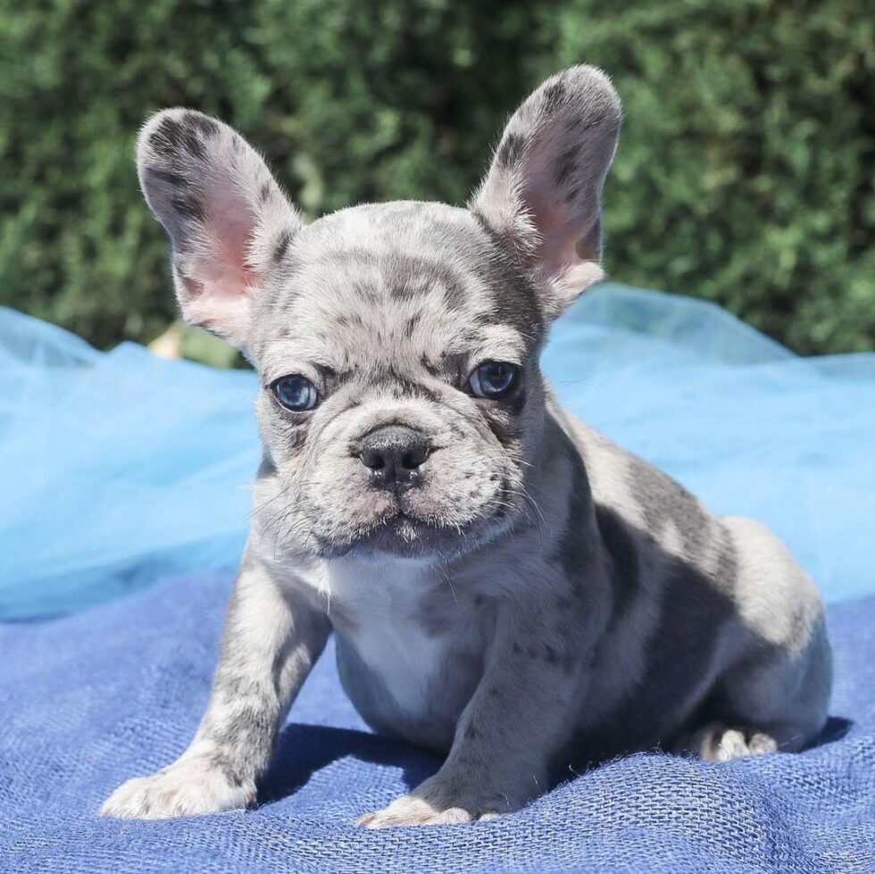 Miniature Blue French Bulldog Puppies For Sale blue Frenchie For Sale