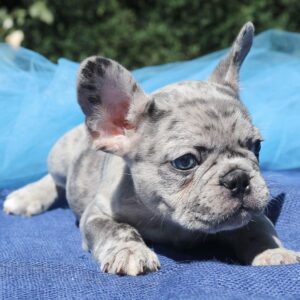 miniature blue french bulldog puppies for sale