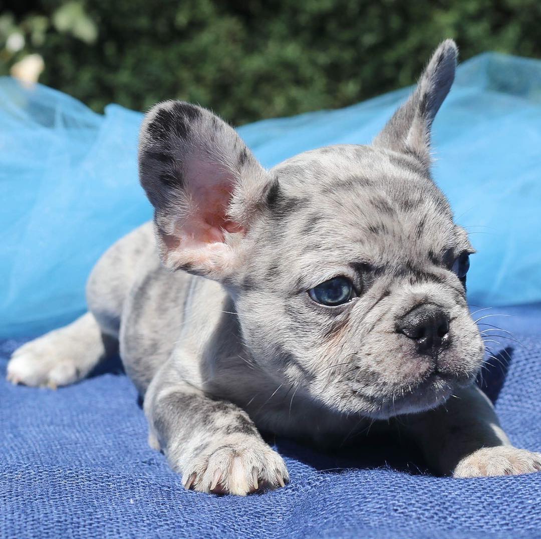 blue miniature french bulldog