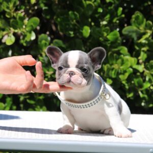 french bulldog puppies for sale california