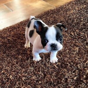 frenchton puppies for sale 