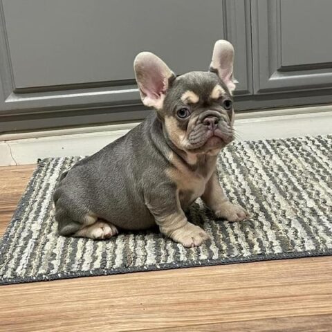 french bulldog price/french bulldog puppies price