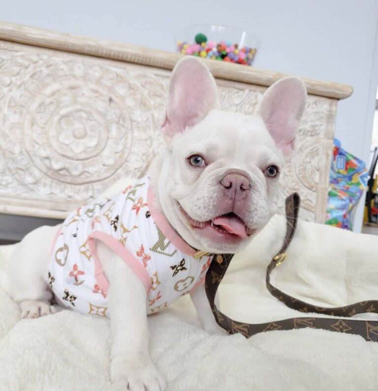 how-much-is-a-french-bulldog-how-much-are-french-bulldogs