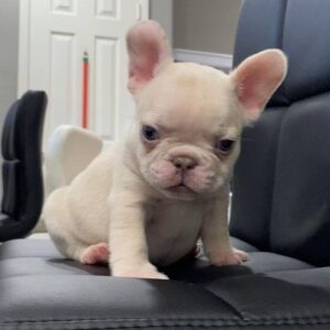 french bulldog puppies for sale london