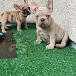 french bulldog houston