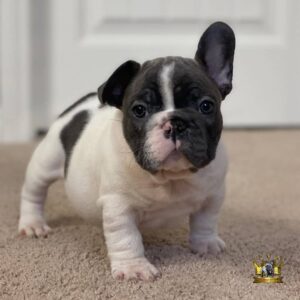 mini french bulldog breeders near me