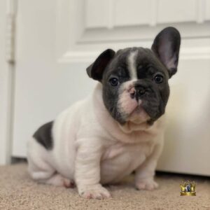 mini french bulldog breeders near me