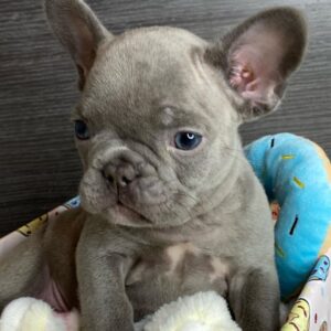 French bulldog for sale glasgow