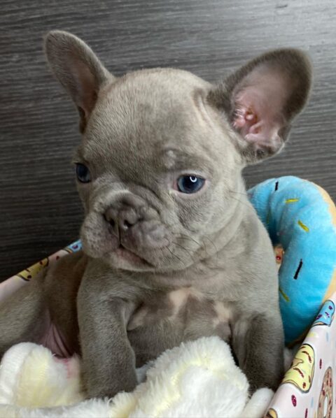 French Bulldog For Sale Glasgow Old English Bulldogs For Sale