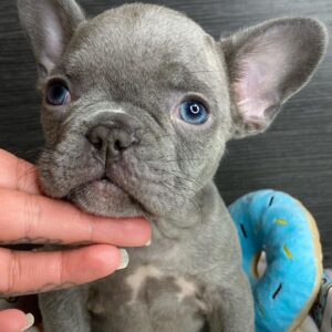 French bulldog for sale glasgow