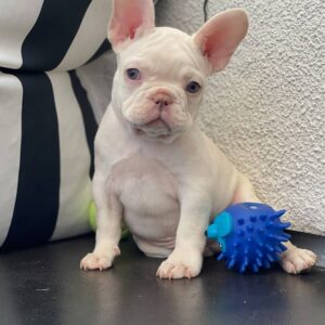 french bulldog puppies ohio