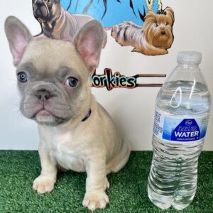 cheap puppies for sale near me