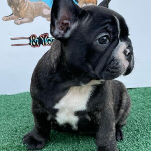 cheap teacup puppies for sale near me