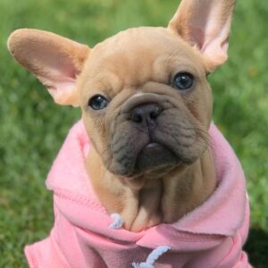 french bulldog for sale florida