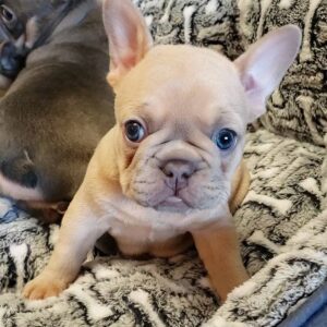 french bulldog cost