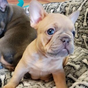 french bulldog cost