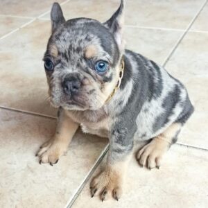 toy french bulldog