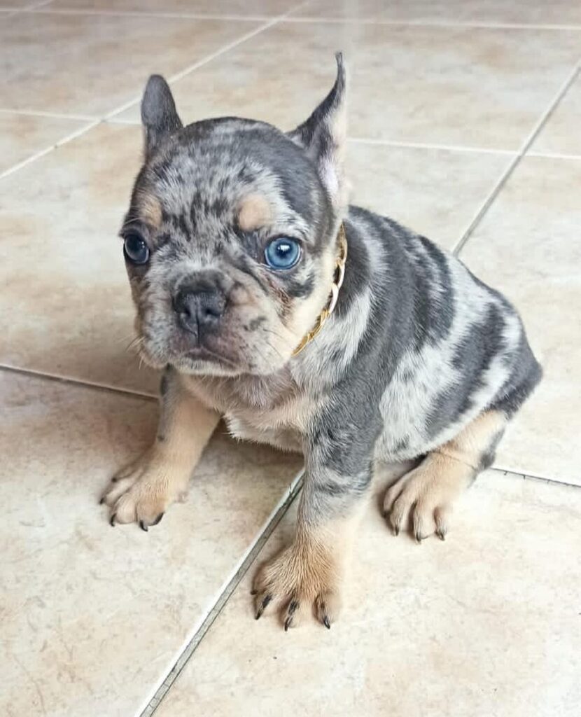 Toy french bulldog/french bulldog toy/toy bulldog full grown