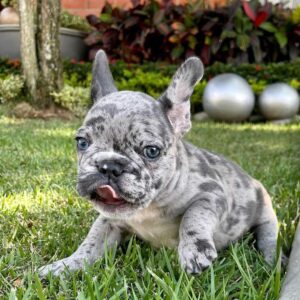 french bulldog blue eyes