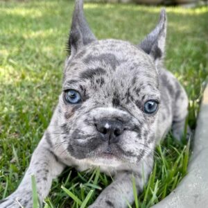 french bulldog blue eyes