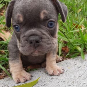 french bull dogs for sale near me