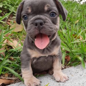 french bull dogs for sale near me