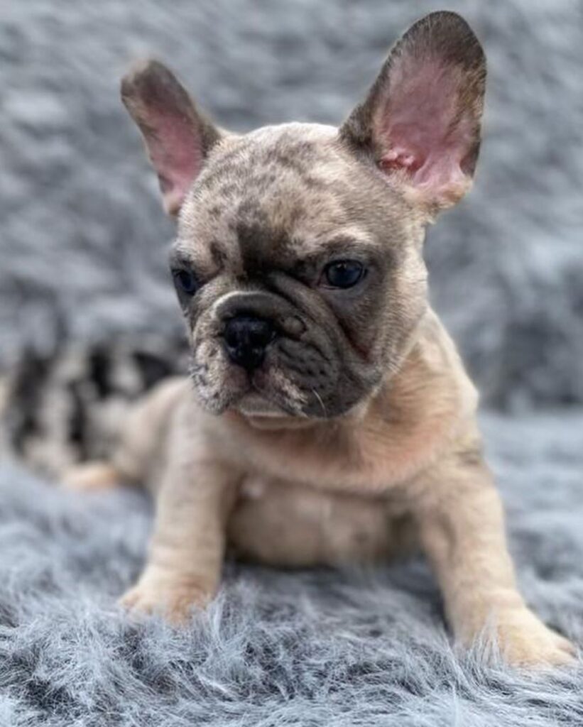 French bulldog Alabama/French bulldogs for sale in Alabama