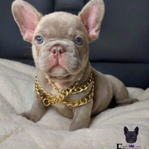 french bulldog puppies az