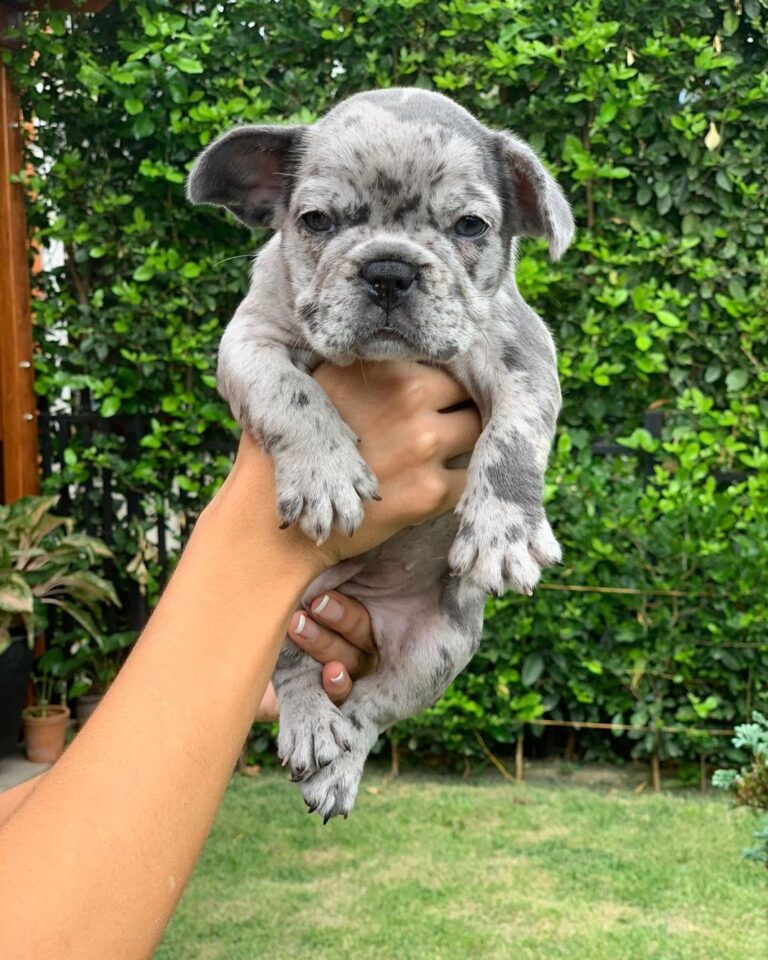 Cheap puppies near me/cheap puppies for sale/puppies for cheap