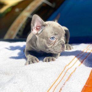 gray french bulldog puppy