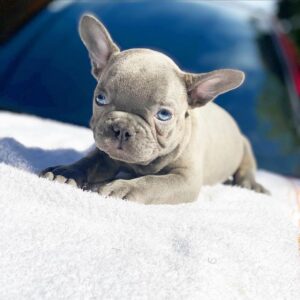 gray french bulldog puppy